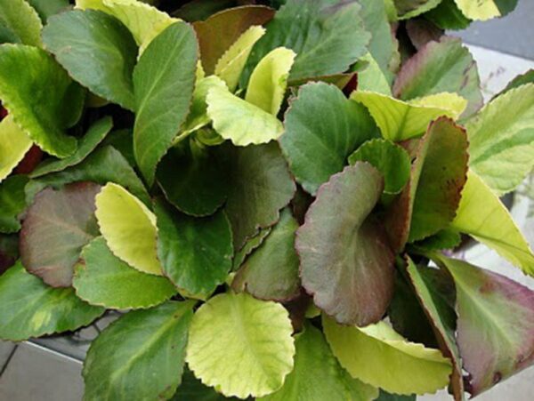 Bergenia LUNAR GLOW ( z jęz łac. Bergenia cordifolia ) - obrazek 3
