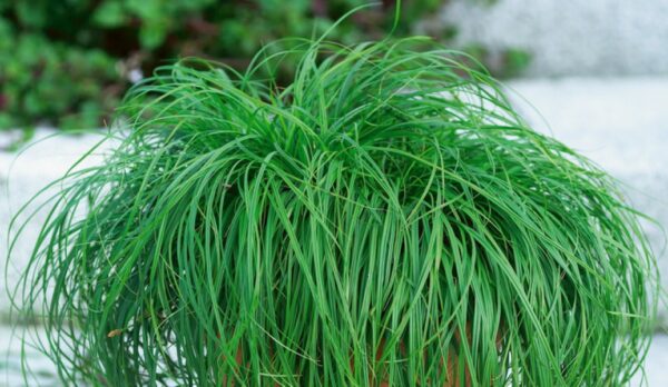 Turzyca wiosenna The Beatles ( z jęz łac. Carex caryophyllea The Beatles ) - obrazek 2