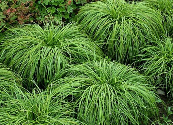 Turzyca wiosenna The Beatles ( z jęz łac. Carex caryophyllea The Beatles )